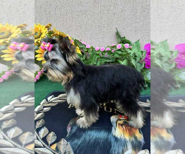 Medium Photo #4 Yorkshire Terrier Puppy For Sale in Monor, Pest, Hungary