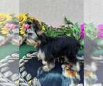Small #3 Yorkshire Terrier