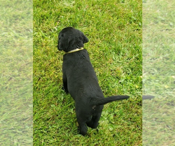 Medium Photo #16 Labrador Retriever Puppy For Sale in OLYMPIA, WA, USA
