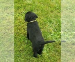 Small #15 Labrador Retriever
