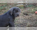 Small Photo #4 Cane Corso Puppy For Sale in COLONIAL HEIGHTS, VA, USA