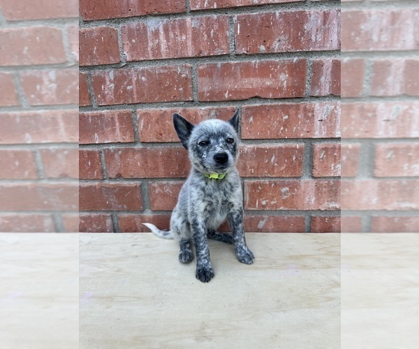 Medium Photo #9 Texas Heeler Puppy For Sale in SIMI VALLEY, CA, USA