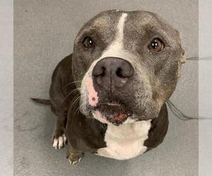 American Pit Bull Terrier-Unknown Mix Dogs for adoption in Corpus Christi, TX, USA