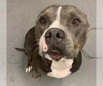 Small American Pit Bull Terrier Mix