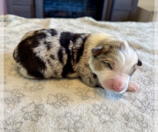 Medium Photo #14 Australian Shepherd Puppy For Sale in SALISBURY, NC, USA