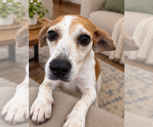 Beagle Dogs for adoption in Dunnellon, FL, USA
