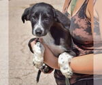 Small #3 Border Collie Mix