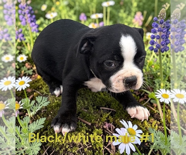 Medium Photo #8 Boston Terrier Puppy For Sale in MONTPELIER, OH, USA