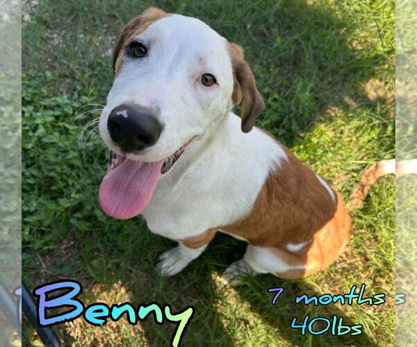 Medium Photo #1 Mutt Puppy For Sale in Woodbury, NY, USA