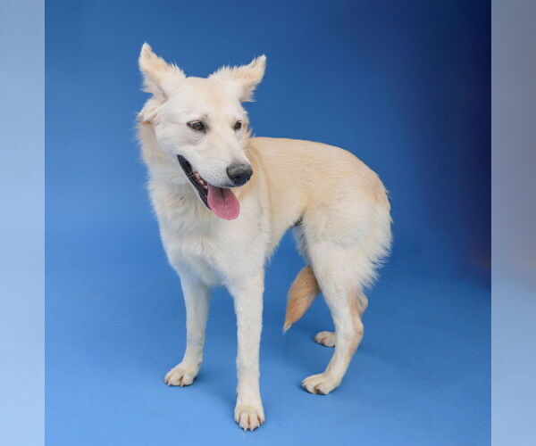 Medium Photo #2 German Shepherd Dog Puppy For Sale in Pasadena, CA, USA