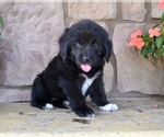 Small #2 Newfoundland