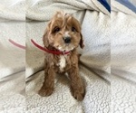 Small Photo #3 Cockapoo Puppy For Sale in BOWLING GREEN, KY, USA
