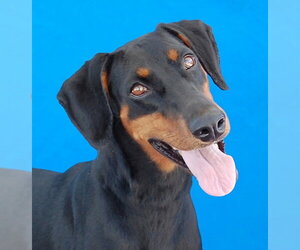 Doberman Pinscher Dogs for adoption in Pasadena, CA, USA