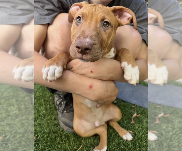 Medium Photo #4 Black Mouth Cur-Boxer Mix Puppy For Sale in Dana Point, CA, USA