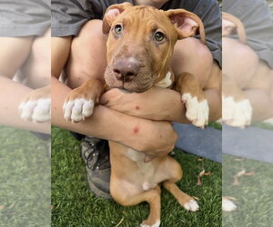 Luke - Male Black Mouth Cur-Boxer Mix Dog for Adoption - Photo #4