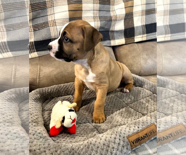 Medium Photo #10 Boxer-Staffordshire Bull Terrier Mix Puppy For Sale in Holly Springs, NC, USA