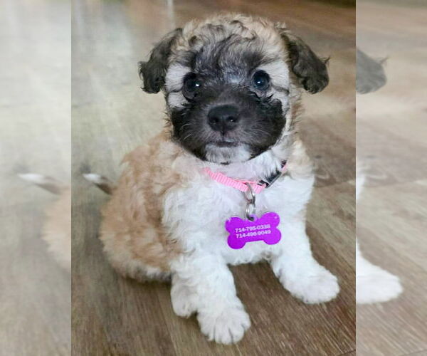 Medium Photo #1 Poodle (Miniature) Puppy For Sale in Corona, CA, USA