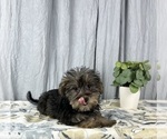 Small Photo #3 Schnoodle (Standard) Puppy For Sale in GREENWOOD, IN, USA