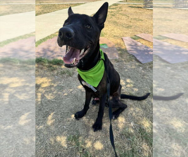 Medium Photo #3 Mutt Puppy For Sale in Imlay City, MI, USA