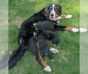 Bordernese Puppy for sale in LATROBE, PA, USA