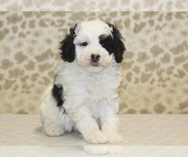 Medium Photo #3 Miniature Bernedoodle Puppy For Sale in DENVER, PA, USA