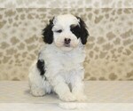 Small #2 Miniature Bernedoodle