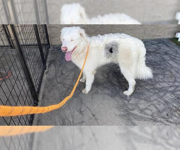 Medium Photo #1 Australian Shepherd Puppy For Sale in Modesto, CA, USA