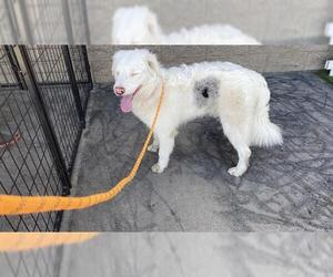 Australian Shepherd Dogs for adoption in Modesto, CA, USA