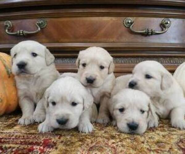 Medium Photo #1 Golden Retriever Puppy For Sale in SACRAMENTO, CA, USA