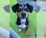 Small #5 Dachshund Mix