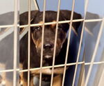 Small #1 German Shepherd Dog Mix