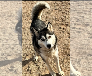 Siberian Husky-Unknown Mix Dogs for adoption in Chandler, AZ, USA