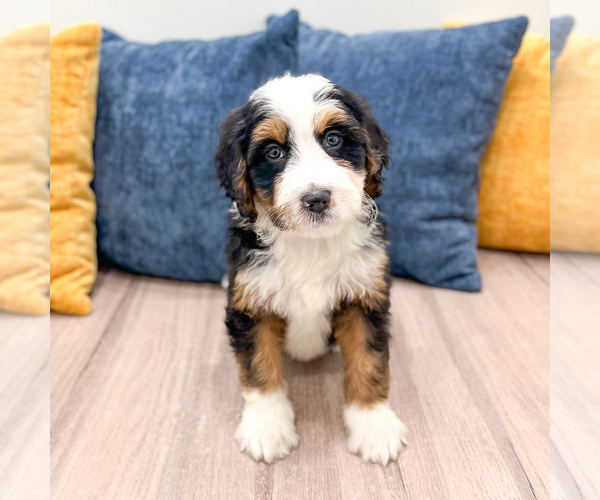 Medium Photo #4 Bernedoodle (Miniature) Puppy For Sale in DUNDEE, OH, USA