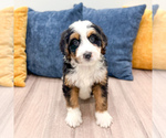 Small #3 Bernedoodle (Miniature)