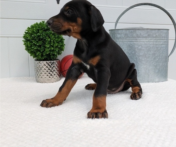 Medium Photo #10 Doberman Pinscher Puppy For Sale in GOSHEN, IN, USA