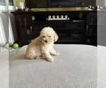 Small Photo #8 Poodle (Toy) Puppy For Sale in ALEXANDRIA, VA, USA