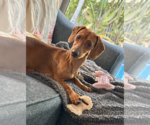 Small #6 Dachshund