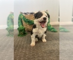 Puppy 1 Australian Shepherd