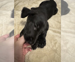 Small Photo #2 Great Dane-Poodle (Standard) Mix Puppy For Sale in FORT WORTH, TX, USA