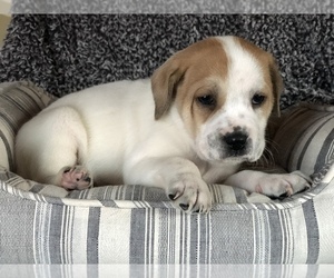 Beabull Puppy for sale in CONVERSE, IN, USA