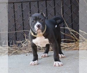 American Bully Puppy for sale in CHAMPAIGN, IL, USA