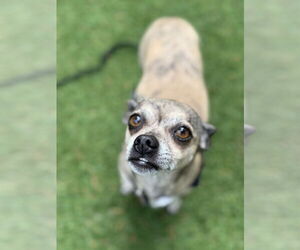 Chihuahua Dogs for adoption in Bellevue, WA, USA