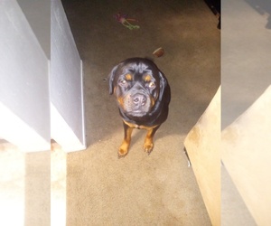 Rottweiler Puppy for sale in HIGHLAND, CA, USA