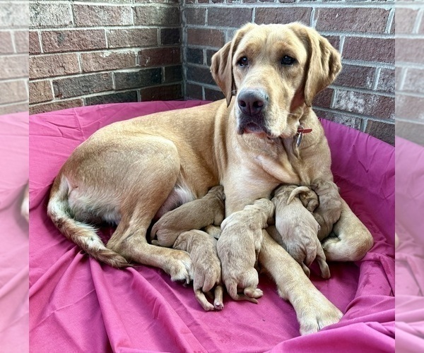 Medium Photo #1 Labradoodle Puppy For Sale in WARRENVILLE, SC, USA