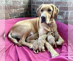 Mother of the Labradoodle puppies born on 05/30/2025