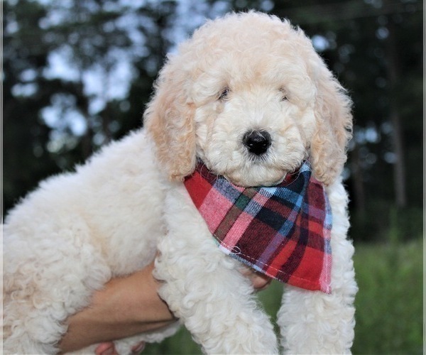 Medium Photo #39 Goldendoodle Puppy For Sale in TIMBERLAKE, NC, USA