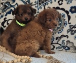 Small Pomapoo (Toy)
