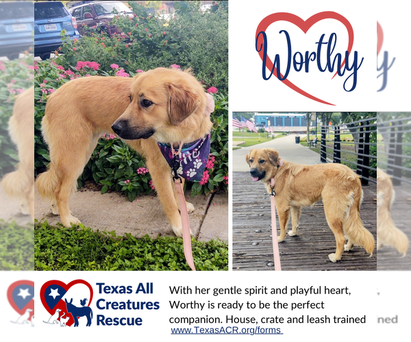 Medium Photo #1 Golden Pyrenees Puppy For Sale in Lillian, TX, USA