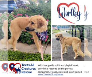 Golden Pyrenees Dogs for adoption in Lillian, TX, USA
