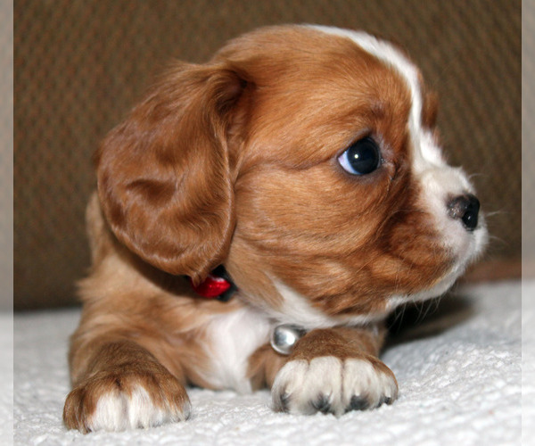 Medium Photo #6 Cavalier King Charles Spaniel Puppy For Sale in SPRING HILL, FL, USA